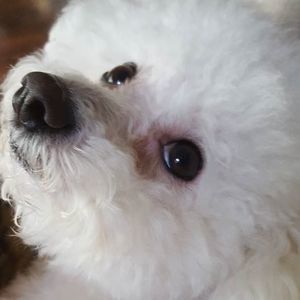 Meet your Posher, Brenda